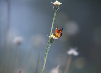 A pajzsmirigy szerepe és működése